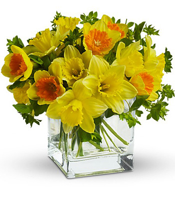 Teleflora's Daffodil Dreams